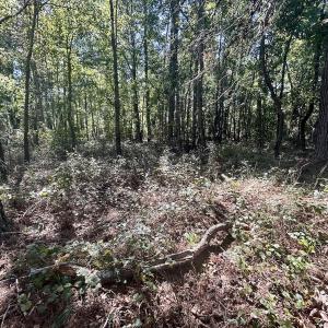 Photo #17 of SOLD property in Off Old Coats Rd, Lillington, NC 9.0 acres