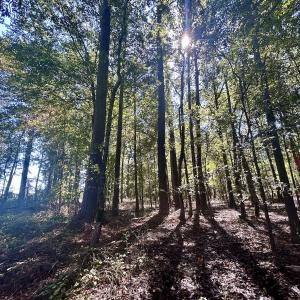 Photo #19 of SOLD property in Off Old Coats Rd, Lillington, NC 9.0 acres