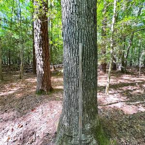 Photo #10 of Off Doggett Lane, Carrollton, VA 17.4 acres
