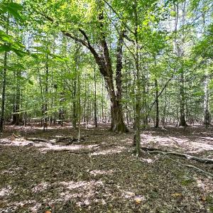 Photo #12 of Off Doggett Lane, Carrollton, VA 17.4 acres