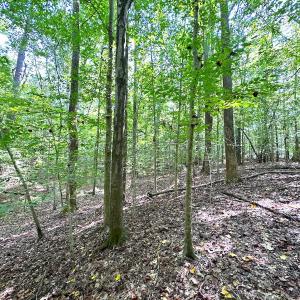 Photo #14 of Off Doggett Lane, Carrollton, VA 17.4 acres