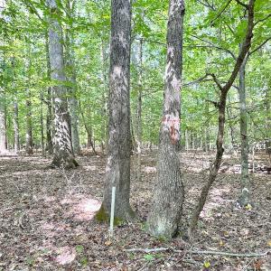 Photo #15 of Off Doggett Lane, Carrollton, VA 17.4 acres