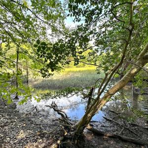 Photo #21 of Off Doggett Lane, Carrollton, VA 17.4 acres