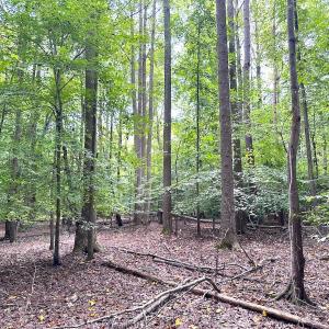 Photo #27 of Off Doggett Lane, Carrollton, VA 17.4 acres