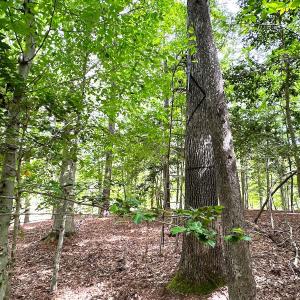 Photo #28 of Off Doggett Lane, Carrollton, VA 17.4 acres