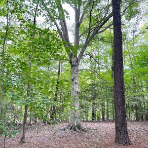 Photo #29 of Off Doggett Lane, Carrollton, VA 17.4 acres