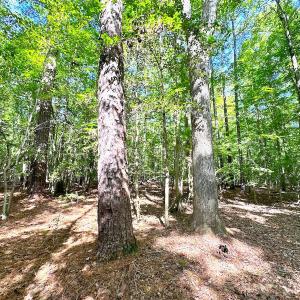Photo #9 of Off Doggett Lane, Carrollton, VA 17.4 acres
