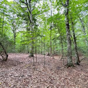 Photo #13 of Off Doggett Lane, Carrollton, VA 21.0 acres