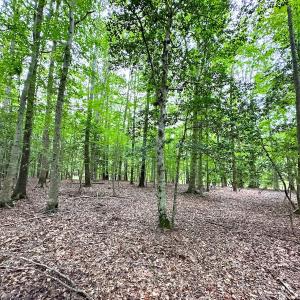 Photo #16 of Off Doggett Lane, Carrollton, VA 21.0 acres