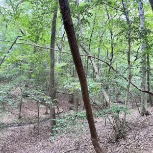 Photo #25 of Off Doggett Lane, Carrollton, VA 21.0 acres