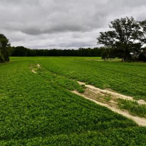 Photo #13 of SOLD property in Off Faro Rd. , Fremont, NC 37.7 acres