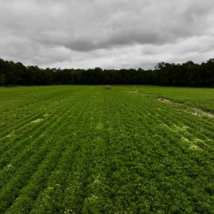 Photo #15 of SOLD property in Off Faro Rd. , Fremont, NC 37.7 acres