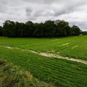 Photo #16 of SOLD property in Off Faro Rd. , Fremont, NC 37.7 acres