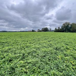 Photo #20 of SOLD property in Off Faro Rd. , Fremont, NC 37.7 acres