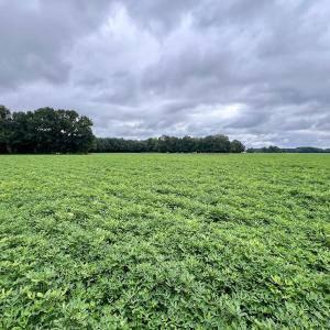 Photo #21 of SOLD property in Off Faro Rd. , Fremont, NC 37.7 acres
