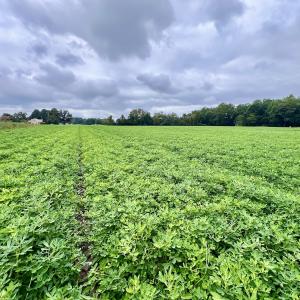 Photo #22 of SOLD property in Off Faro Rd. , Fremont, NC 37.7 acres