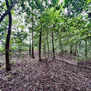 Photo #23 of SOLD property in Off Faro Rd. , Fremont, NC 37.7 acres