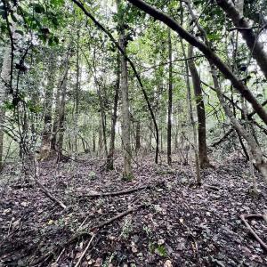 Photo #24 of SOLD property in Off Faro Rd. , Fremont, NC 37.7 acres