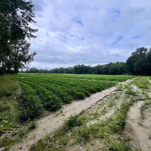 Photo #27 of SOLD property in Off Faro Rd. , Fremont, NC 37.7 acres