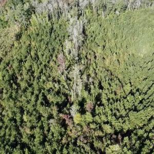 Photo #18 of Off JEROME LN, Linden, NC 28.0 acres