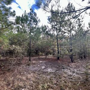 Photo #23 of Off JEROME LN, Linden, NC 28.0 acres