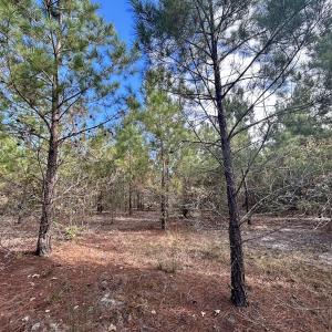 Photo #24 of Off JEROME LN, Linden, NC 28.0 acres