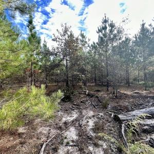 Photo #25 of Off JEROME LN, Linden, NC 28.0 acres