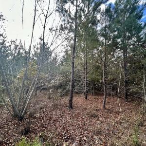 Photo #28 of Off JEROME LN, Linden, NC 28.0 acres