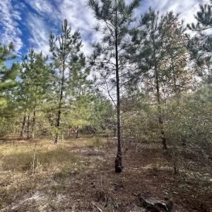 Photo #31 of Off JEROME LN, Linden, NC 28.0 acres