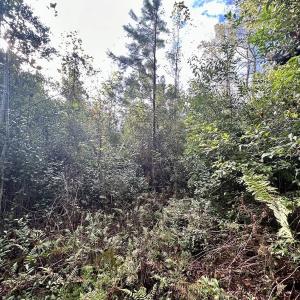 Photo #32 of Off JEROME LN, Linden, NC 28.0 acres