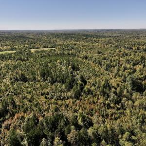 Photo #24 of Off Weadon Road, Blanch, NC 41.3 acres