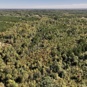 Photo #27 of Off Weadon Road, Blanch, NC 41.3 acres
