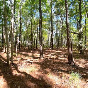 Photo #2 of SOLD property in Off Cattail Rd, Mears, VA 112.0 acres