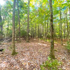 Photo #3 of SOLD property in Off Cattail Rd, Mears, VA 112.0 acres