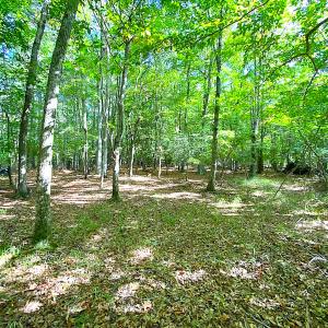 Photo #5 of SOLD property in Off Cattail Rd, Mears, VA 112.0 acres