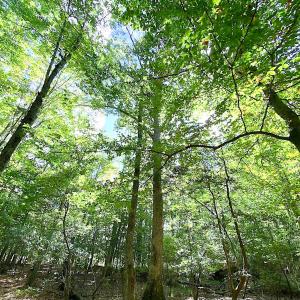 Photo #6 of SOLD property in Off Cattail Rd, Mears, VA 112.0 acres