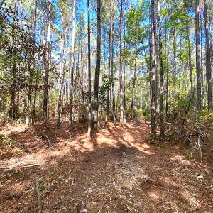 Photo #10 of SOLD property in Off Cattail Rd, Mears, VA 112.0 acres