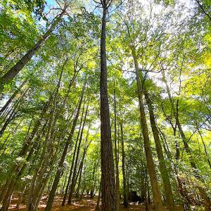 Photo #12 of SOLD property in Off Cattail Rd, Mears, VA 112.0 acres