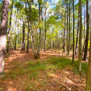Photo #13 of SOLD property in Off Cattail Rd, Mears, VA 112.0 acres