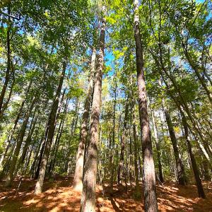 Photo #16 of SOLD property in Off Cattail Rd, Mears, VA 112.0 acres