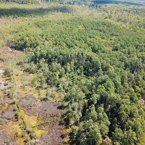 Photo #19 of SOLD property in Off Cattail Rd, Mears, VA 112.0 acres