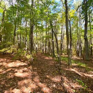 Photo #20 of SOLD property in Off Cattail Rd, Mears, VA 112.0 acres