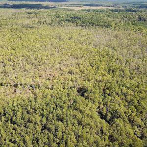 Photo #22 of SOLD property in Off Cattail Rd, Mears, VA 112.0 acres