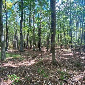 Photo #23 of SOLD property in Off Cattail Rd, Mears, VA 112.0 acres