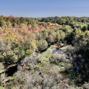 Photo #11 of SOLD property in Off Buck Swamp Road, Pikeville, NC 30.5 acres