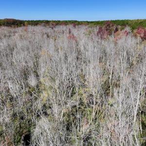 Photo #15 of SOLD property in Off Buck Swamp Road, Pikeville, NC 30.5 acres