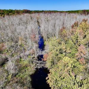Photo #16 of SOLD property in Off Buck Swamp Road, Pikeville, NC 30.5 acres