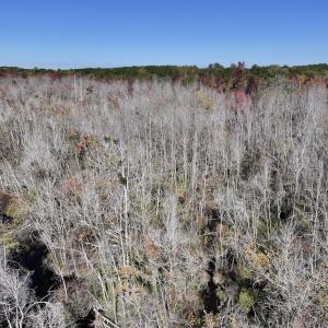 Photo #17 of SOLD property in Off Buck Swamp Road, Pikeville, NC 30.5 acres