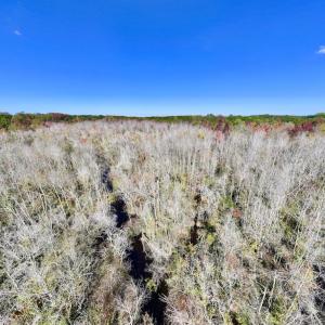 Photo #18 of SOLD property in Off Buck Swamp Road, Pikeville, NC 30.5 acres