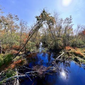 Photo #20 of SOLD property in Off Buck Swamp Road, Pikeville, NC 30.5 acres